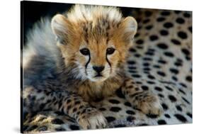 Close-Up of Cheetah (Acinonyx Jubatus) Cub, Ndutu, Ngorongoro Conservation Area, Tanzania-null-Stretched Canvas