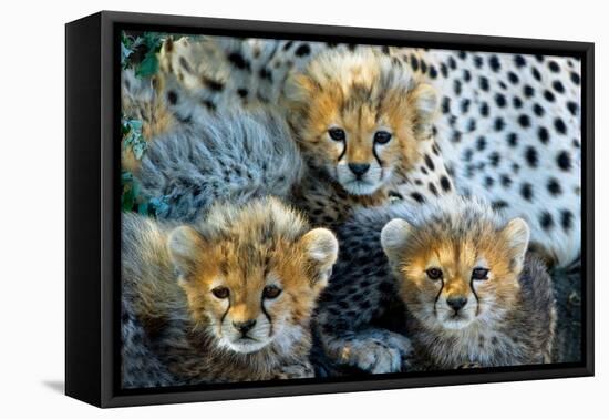 Close-Up of Cheetah (Acinonyx Jubatus) Cubs, Ndutu, Ngorongoro Conservation Area, Tanzania-null-Framed Stretched Canvas