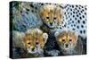 Close-Up of Cheetah (Acinonyx Jubatus) Cubs, Ndutu, Ngorongoro Conservation Area, Tanzania-null-Stretched Canvas