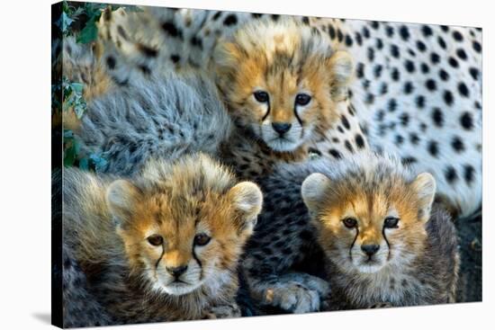 Close-Up of Cheetah (Acinonyx Jubatus) Cubs, Ndutu, Ngorongoro Conservation Area, Tanzania-null-Stretched Canvas