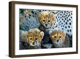 Close-Up of Cheetah (Acinonyx Jubatus) Cubs, Ndutu, Ngorongoro Conservation Area, Tanzania-null-Framed Photographic Print