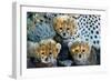 Close-Up of Cheetah (Acinonyx Jubatus) Cubs, Ndutu, Ngorongoro Conservation Area, Tanzania-null-Framed Photographic Print