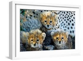 Close-Up of Cheetah (Acinonyx Jubatus) Cubs, Ndutu, Ngorongoro Conservation Area, Tanzania-null-Framed Photographic Print