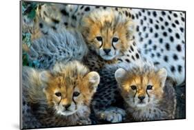 Close-Up of Cheetah (Acinonyx Jubatus) Cubs, Ndutu, Ngorongoro Conservation Area, Tanzania-null-Mounted Photographic Print