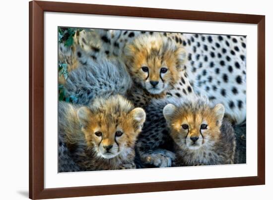 Close-Up of Cheetah (Acinonyx Jubatus) Cubs, Ndutu, Ngorongoro Conservation Area, Tanzania-null-Framed Photographic Print