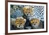 Close-Up of Cheetah (Acinonyx Jubatus) Cubs, Ndutu, Ngorongoro Conservation Area, Tanzania-null-Framed Photographic Print