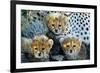 Close-Up of Cheetah (Acinonyx Jubatus) Cubs, Ndutu, Ngorongoro Conservation Area, Tanzania-null-Framed Photographic Print