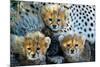 Close-Up of Cheetah (Acinonyx Jubatus) Cubs, Ndutu, Ngorongoro Conservation Area, Tanzania-null-Mounted Photographic Print