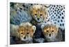 Close-Up of Cheetah (Acinonyx Jubatus) Cubs, Ndutu, Ngorongoro Conservation Area, Tanzania-null-Framed Photographic Print