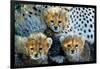 Close-Up of Cheetah (Acinonyx Jubatus) Cubs, Ndutu, Ngorongoro Conservation Area, Tanzania-null-Framed Photographic Print