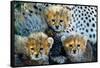 Close-Up of Cheetah (Acinonyx Jubatus) Cubs, Ndutu, Ngorongoro Conservation Area, Tanzania-null-Framed Stretched Canvas