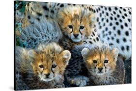 Close-Up of Cheetah (Acinonyx Jubatus) Cubs, Ndutu, Ngorongoro Conservation Area, Tanzania-null-Stretched Canvas