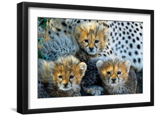 Premium Photographic Print, , large