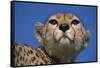 Close-Up of Cheetah-null-Framed Stretched Canvas