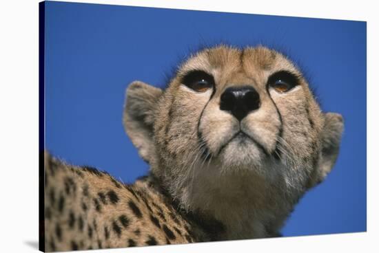 Close-Up of Cheetah-null-Stretched Canvas