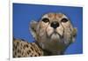 Close-Up of Cheetah-null-Framed Photographic Print