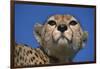 Close-Up of Cheetah-null-Framed Photographic Print