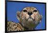 Close-Up of Cheetah-null-Framed Photographic Print