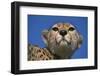 Close-Up of Cheetah-null-Framed Photographic Print