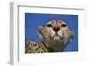 Close-Up of Cheetah-null-Framed Photographic Print