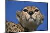 Close-Up of Cheetah-null-Mounted Photographic Print