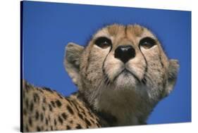 Close-Up of Cheetah-null-Stretched Canvas