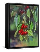 Close-Up of Cherries Hanging in Tree, Mosier, Oregon, USA-Jaynes Gallery-Framed Stretched Canvas