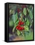 Close-Up of Cherries Hanging in Tree, Mosier, Oregon, USA-Jaynes Gallery-Framed Stretched Canvas