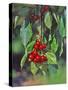 Close-Up of Cherries Hanging in Tree, Mosier, Oregon, USA-Jaynes Gallery-Stretched Canvas