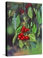 Close-Up of Cherries Hanging in Tree, Mosier, Oregon, USA-Jaynes Gallery-Stretched Canvas