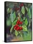 Close-Up of Cherries Hanging in Tree, Mosier, Oregon, USA-Jaynes Gallery-Framed Stretched Canvas