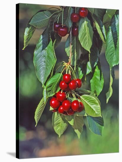 Close-Up of Cherries Hanging in Tree, Mosier, Oregon, USA-Jaynes Gallery-Stretched Canvas