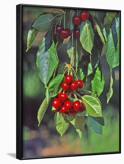Close-Up of Cherries Hanging in Tree, Mosier, Oregon, USA-Jaynes Gallery-Framed Photographic Print