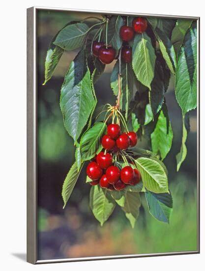 Close-Up of Cherries Hanging in Tree, Mosier, Oregon, USA-Jaynes Gallery-Framed Photographic Print