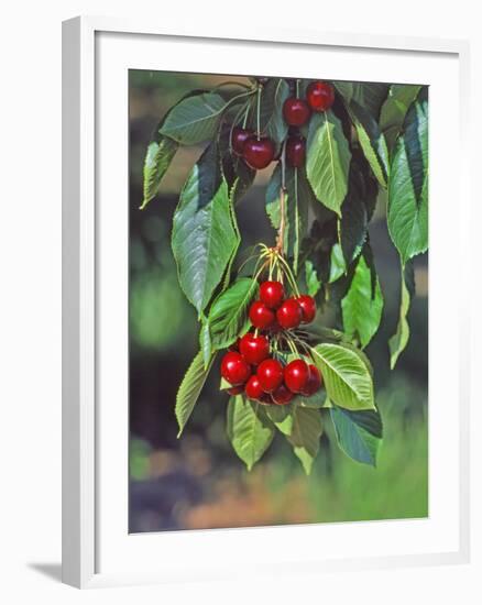 Close-Up of Cherries Hanging in Tree, Mosier, Oregon, USA-Jaynes Gallery-Framed Photographic Print