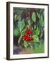 Close-Up of Cherries Hanging in Tree, Mosier, Oregon, USA-Jaynes Gallery-Framed Photographic Print