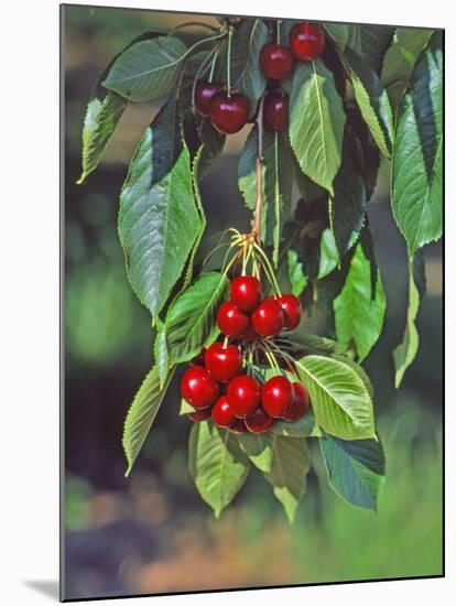 Close-Up of Cherries Hanging in Tree, Mosier, Oregon, USA-Jaynes Gallery-Mounted Photographic Print