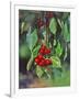 Close-Up of Cherries Hanging in Tree, Mosier, Oregon, USA-Jaynes Gallery-Framed Photographic Print