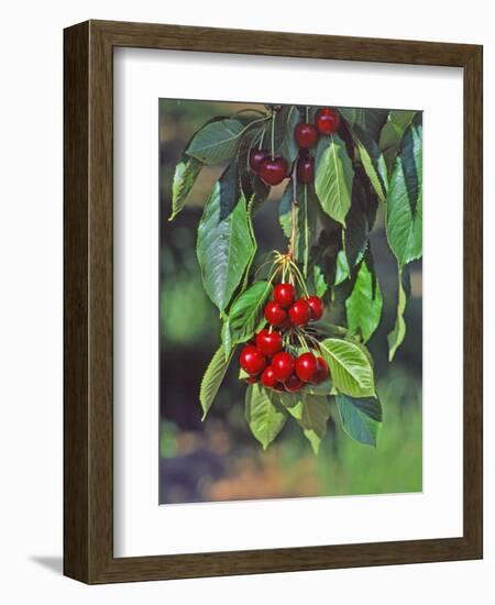 Close-Up of Cherries Hanging in Tree, Mosier, Oregon, USA-Jaynes Gallery-Framed Photographic Print