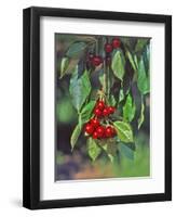 Close-Up of Cherries Hanging in Tree, Mosier, Oregon, USA-Jaynes Gallery-Framed Photographic Print