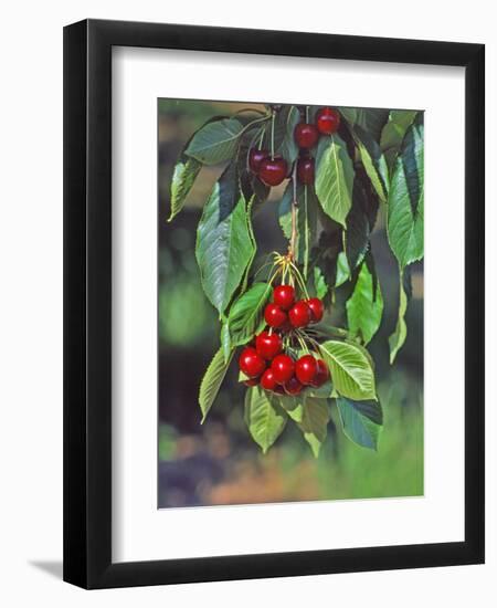 Close-Up of Cherries Hanging in Tree, Mosier, Oregon, USA-Jaynes Gallery-Framed Photographic Print