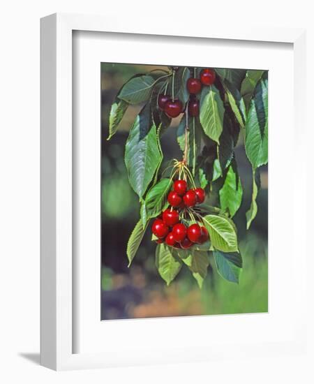 Close-Up of Cherries Hanging in Tree, Mosier, Oregon, USA-Jaynes Gallery-Framed Photographic Print