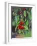 Close-Up of Cherries Hanging in Tree, Mosier, Oregon, USA-Jaynes Gallery-Framed Photographic Print