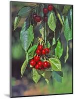 Close-Up of Cherries Hanging in Tree, Mosier, Oregon, USA-Jaynes Gallery-Mounted Photographic Print