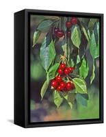 Close-Up of Cherries Hanging in Tree, Mosier, Oregon, USA-Jaynes Gallery-Framed Stretched Canvas