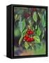 Close-Up of Cherries Hanging in Tree, Mosier, Oregon, USA-Jaynes Gallery-Framed Stretched Canvas