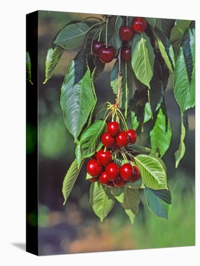 Close-Up of Cherries Hanging in Tree, Mosier, Oregon, USA-Jaynes Gallery-Stretched Canvas
