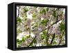 Close-Up of Cherry Blossom Flowers, Harajuku, Meiji Shrine, Tokyo, Japan-null-Framed Stretched Canvas