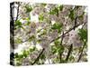 Close-Up of Cherry Blossom Flowers, Harajuku, Meiji Shrine, Tokyo, Japan-null-Stretched Canvas