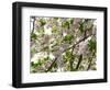 Close-Up of Cherry Blossom Flowers, Harajuku, Meiji Shrine, Tokyo, Japan-null-Framed Photographic Print